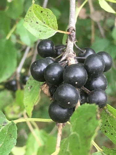 Dygioji šunobelė nuotrauka