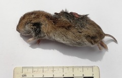 Microtus lusitanicus