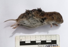 Microtus lusitanicus