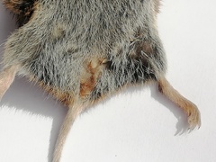 Microtus lusitanicus