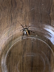 Latrodectus hesperus