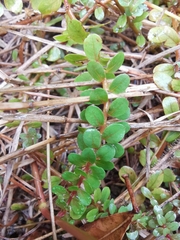 Rotala rotundifolia