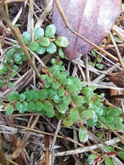 Rotala rotundifolia