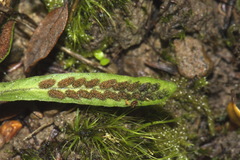 Notogrammitis ciliata