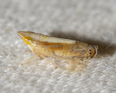 Scaphytopius elegans