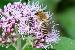 Colletes hederae