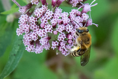 Colletes hederae