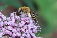 Colletes hederae