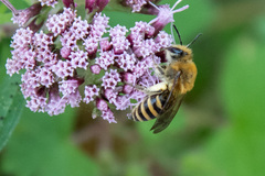 Colletes hederae