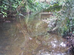 Astrocaryum mexicanum