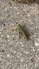 Melanoplus differentialis