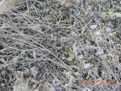 Centaurea hyssopifolia