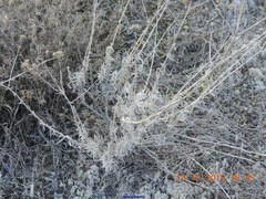 Gypsophila struthium