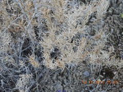 Gypsophila struthium