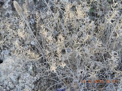 Centaurea hyssopifolia