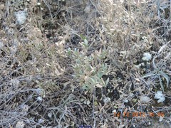 Helianthemum squamatum