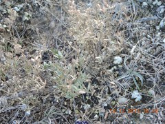 Helianthemum squamatum