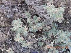 Helianthemum squamatum