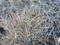Thymus lacaitae