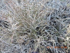 Thymus lacaitae