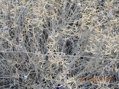 Centaurea hyssopifolia