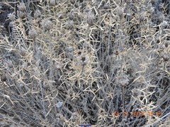 Centaurea hyssopifolia