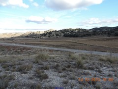 Macrochloa tenacissima