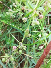 Scleromitrion diffusum