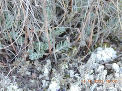Petrosedum sediforme