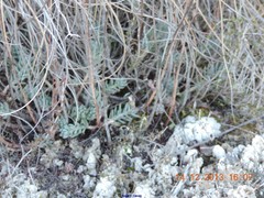 Petrosedum sediforme