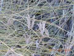 Petrosedum sediforme