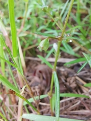 Scleromitrion diffusum