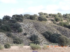 Macrochloa tenacissima