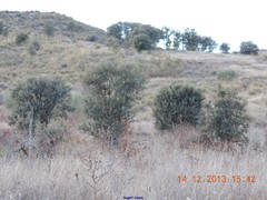 Macrochloa tenacissima