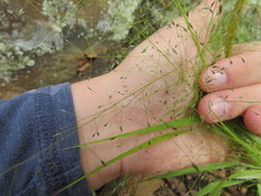 Eragrostis capillaris