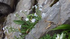 Eritrichium nipponicum
