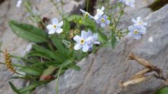 Eritrichium nipponicum