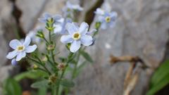 Eritrichium nipponicum