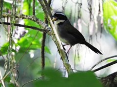 Arremon semitorquatus