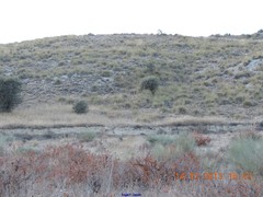 Macrochloa tenacissima