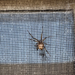 Latrodectus geometricus
