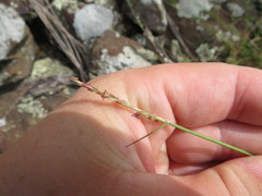 Sporobolus vaginiflorus