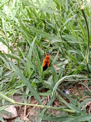 Oncopeltus varicolor stalii