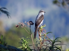 Muscipipra vetula