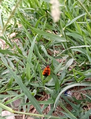 Oncopeltus varicolor stalii