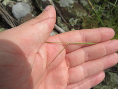 Sporobolus vaginiflorus