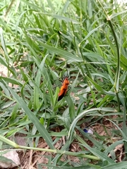 Oncopeltus varicolor stalii