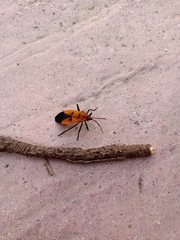 Oncopeltus varicolor stalii