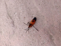 Oncopeltus varicolor stalii