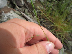 Sporobolus vaginiflorus